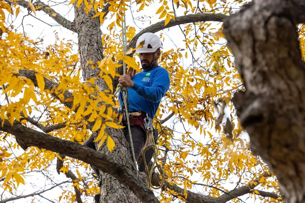 Skilled Tree Pruning crew working in Gresham