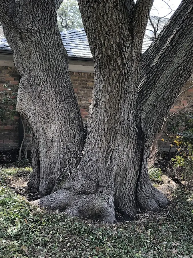 Mature heritage tree close to a Gresham property cared for by certified arborists